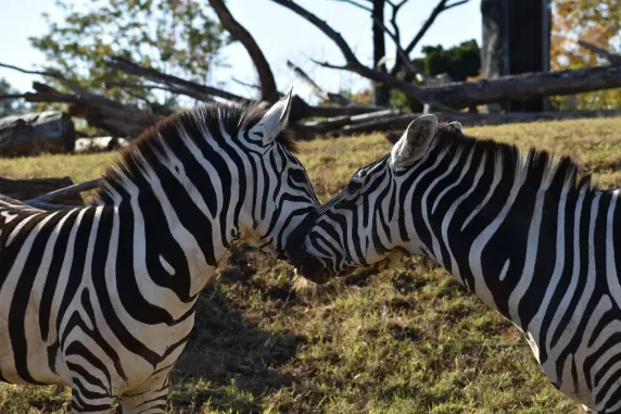 Casino Slots Cafe Tacaíocht